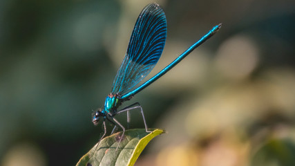 Macro of dragonfly on branch
