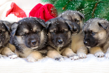 Новогодняя группа щенков.