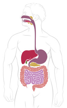 Digestive system human gut gastrointestinal tract anatomy diagram