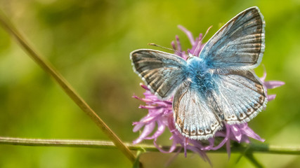 Macro of gossamer-winged butterfly on flower