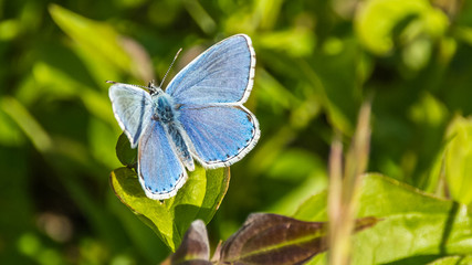 Macro of Gossamer-winged butterfly on leaf