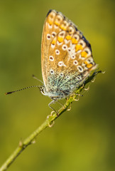 Obraz na płótnie Canvas Macro of Gossamer-winged butterfly on branch