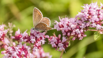 Macro of gossamer-winged butterfly on flower