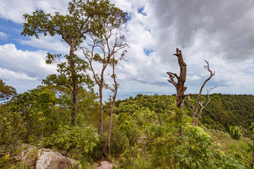 tree trunk in green forest over the sea
