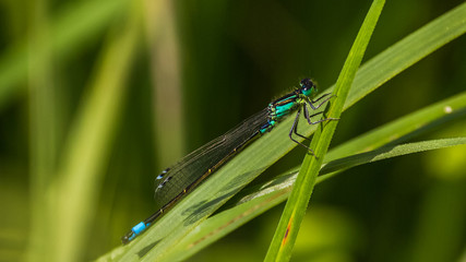 Macro of a dragonfly