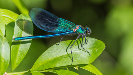 Macro of a dragonfly