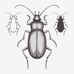 Vector illustration of a beetle isolated