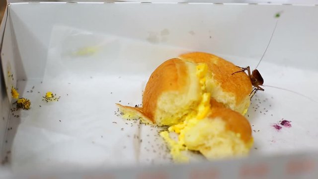Cockroaches eat delicious food scraps.