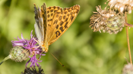 Macro of fritillary butterfly on flower
