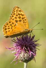Macro of fritillary butterfly on flower