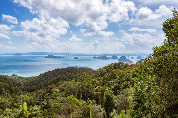 Obraz premium tree trunk in green forest over the sea