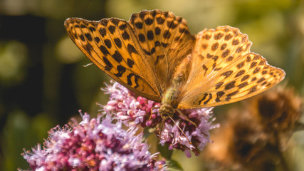 Macro of fritillary butterfly on flower