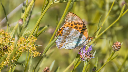 Macro of fritillary butterfly on flower