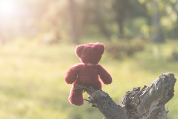 teddy bear sitting lonely on ruins wood with tone