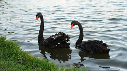 Fototapeta premium Two black swans on the pond