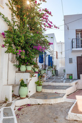 Serifos island with lovely whitewashed houses and flowers. Cyclades, Greece © vivoo