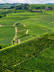 Vineyards near Barbaresco, Cuneo, in Langhe