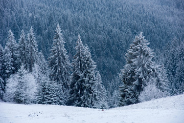 Snowy fir trees at winter