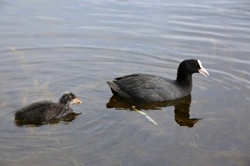 Eurasian Coot (Fulica atra) with newborn chick