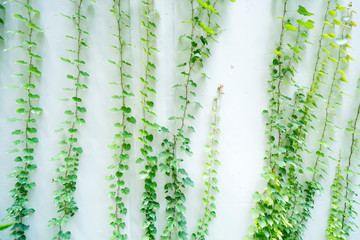 ivy leaves isolated on a white background