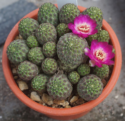 Cactus fiorito, Sulcorebutia rauschii