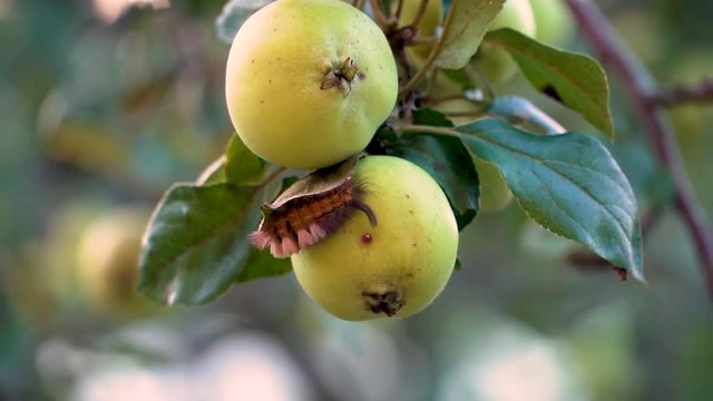 caterpillar sitting on an apple