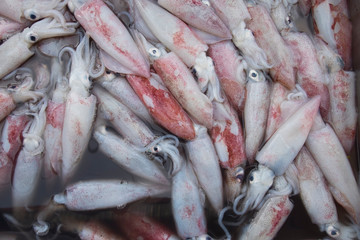 Pile of raw squid in fresh seafood market. Background and texture of fresh squid.