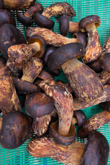 Top view of black king bolete mushroom in fresh market.