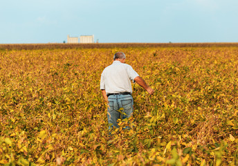 Farmer walking in a field examining soybean crop before harvesting.
