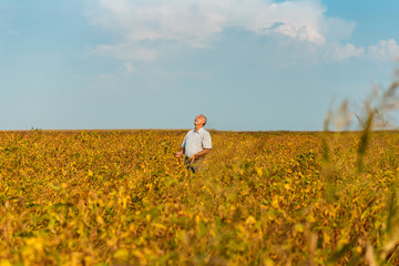 Fototapeta premium Senior farmer standing in a soybean field looking at sky.