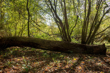 Fallen tree