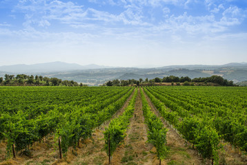 Fototapeta na wymiar Panorama of tuscan vineyard