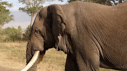 Elephant, Cratere Ngorongoro, Tanzanie © alexandra