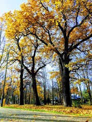 Naklejka premium Golden autumn