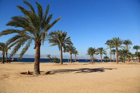 Palms on the beautiful beach