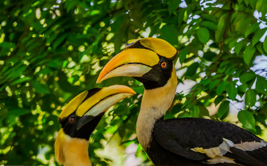 Obraz premium Great Hornbill Buceros bicornis