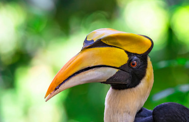 Great Hornbill Buceros bicornis