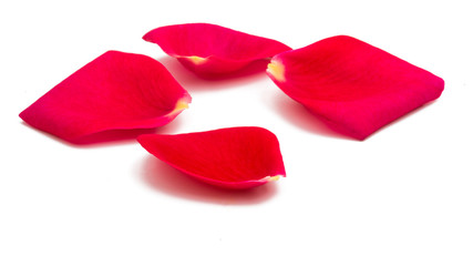petals rose isolated