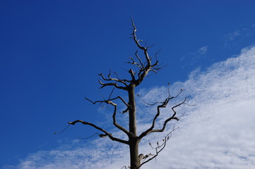 秋の空