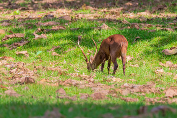 Naklejka na ściany i meble Deers in Huai Kha Khaeng Wildlife Sanctuary,Thailand