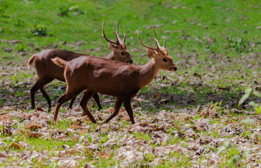 Deers in Huai Kha Khaeng Wildlife Sanctuary,Thailand