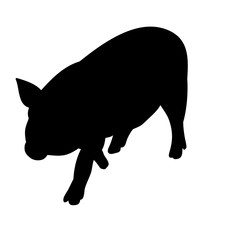 silhouette pig, isolated
