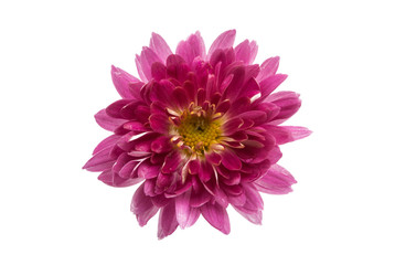 chrysanthemum isolated