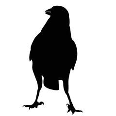  isolated silhouette of crows, bird