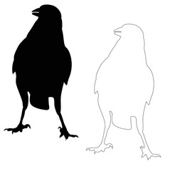 vector, silhouette ravens, birds outlines