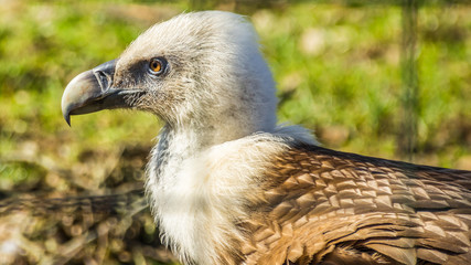 Big vulture portrait