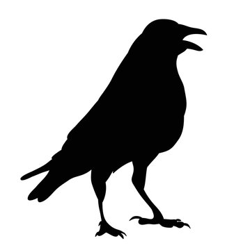 vector, isolated silhouette of a bird, ravens