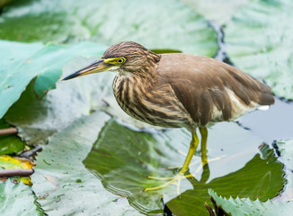 Chinese pond heron (Ardeola bacchus).