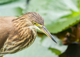 Chinese pond heron (Ardeola bacchus).