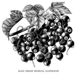 Branch of black currant botanical vintage illustration isolated on white background